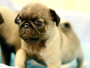 巴哥最新爆料信息网址,最新爆料信息网址深度解析